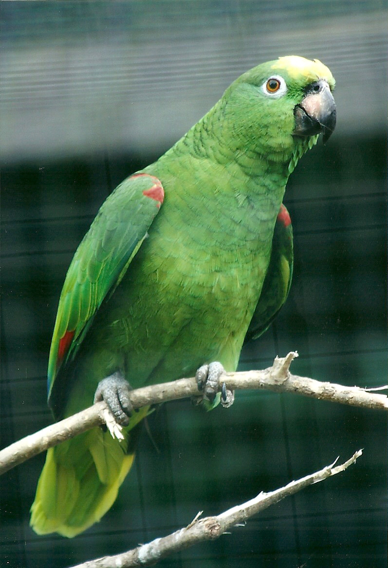 Yellow-crowned Amazon 20th May 2013