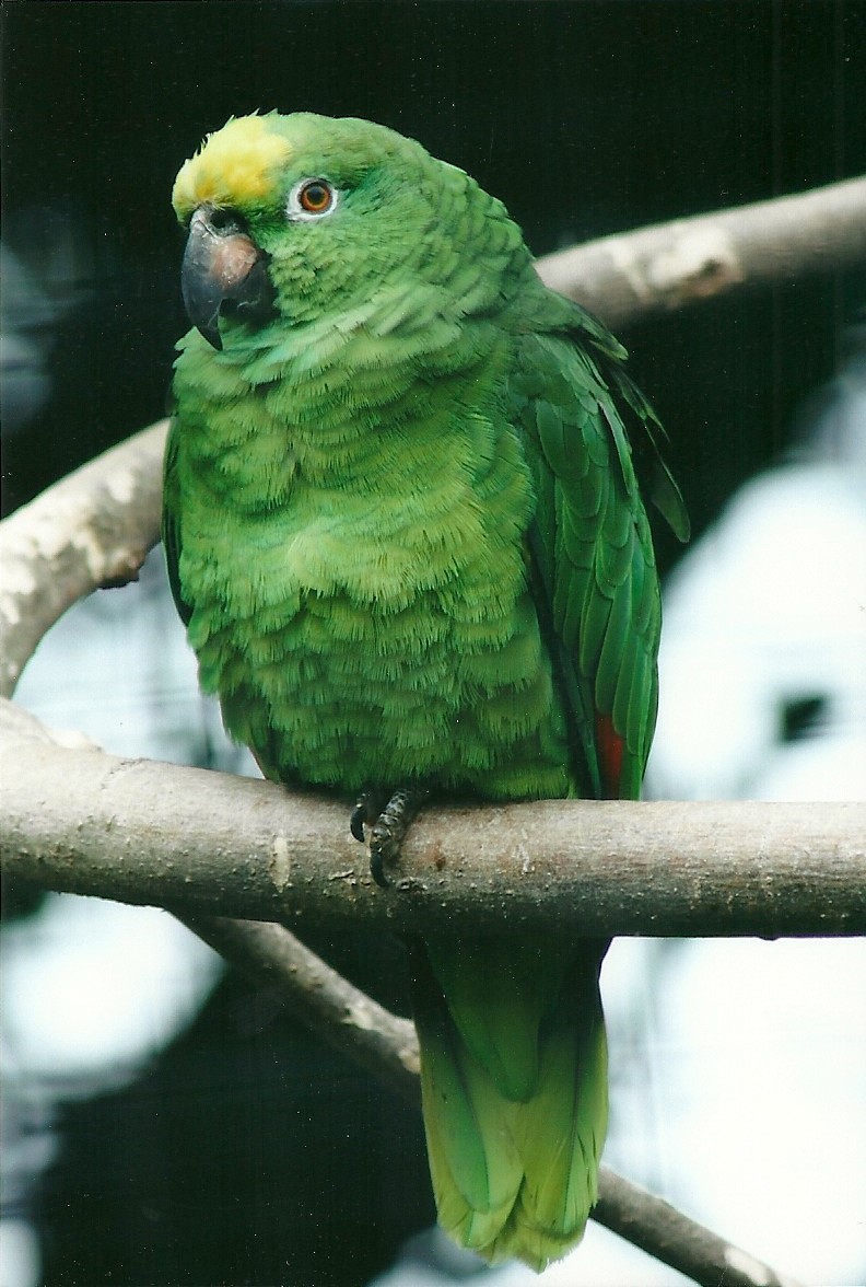 Yellow-crowned Amazon 20th May 2013
