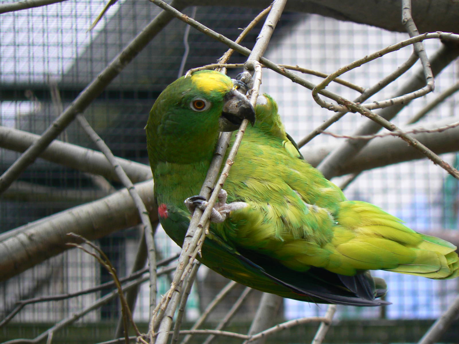 Yellow-crowned Amazon - 26 March 2016, Pickering Park Aviaries