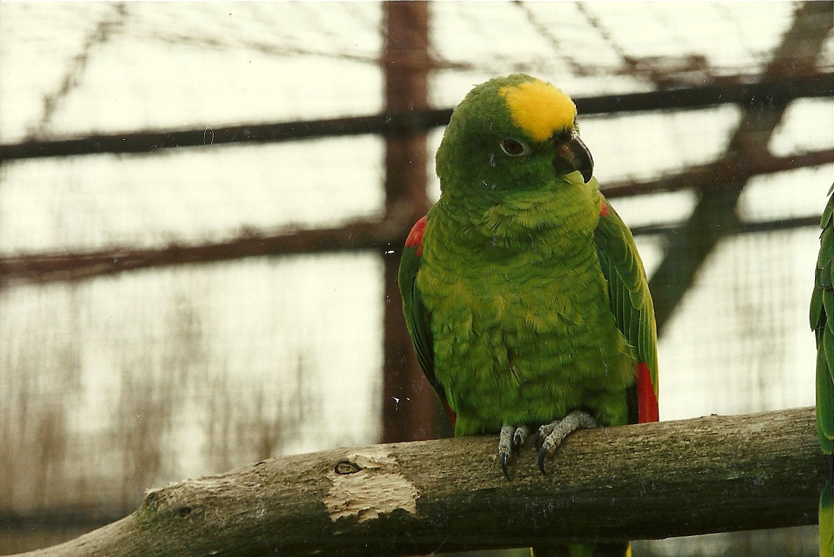Yellow-crowned Amazon 4th March 1995