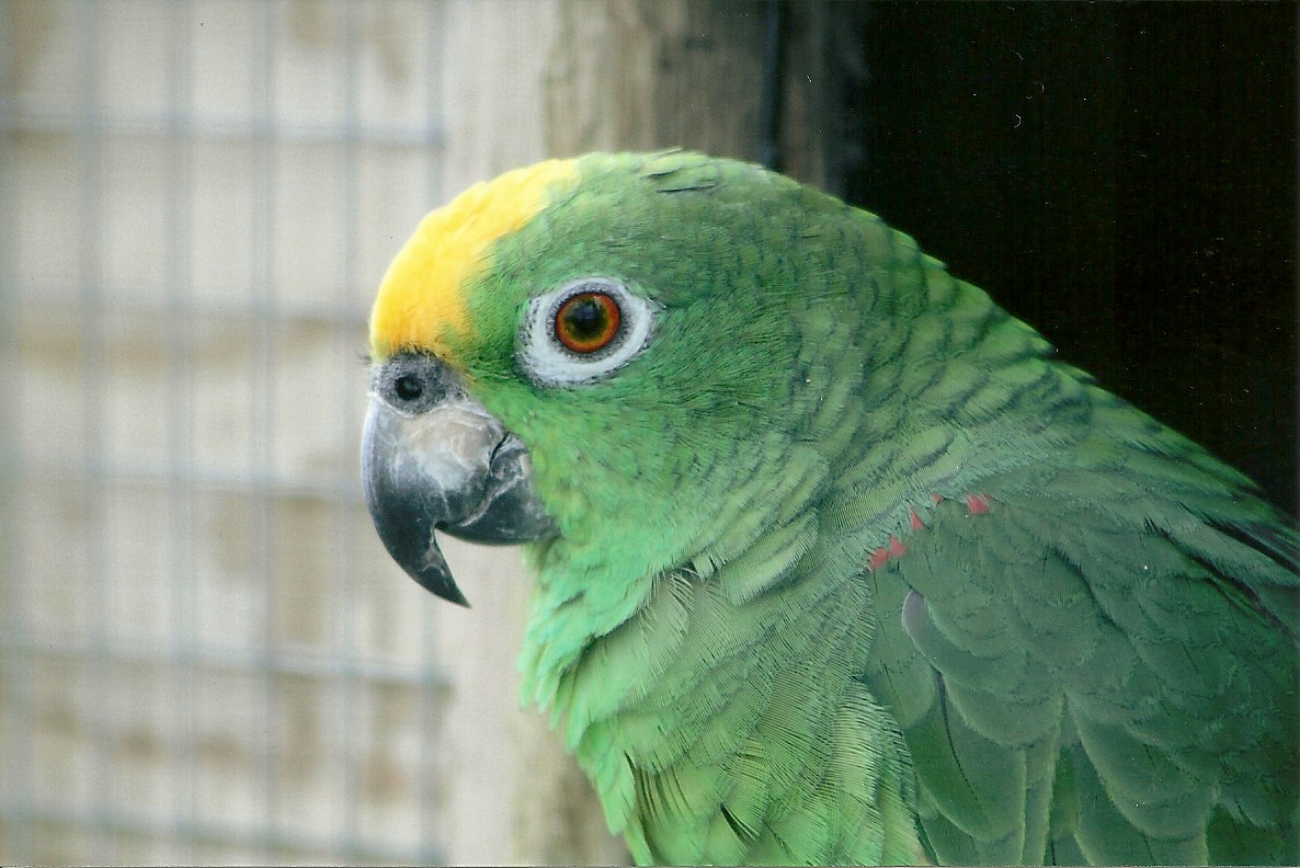 Yellow-crowned Amazon 5th September 2011