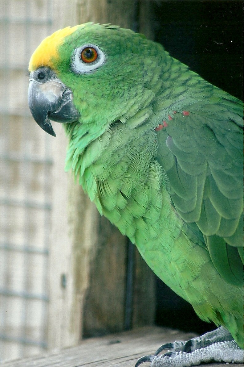 Yellow-crowned Amazon 5th September 2011