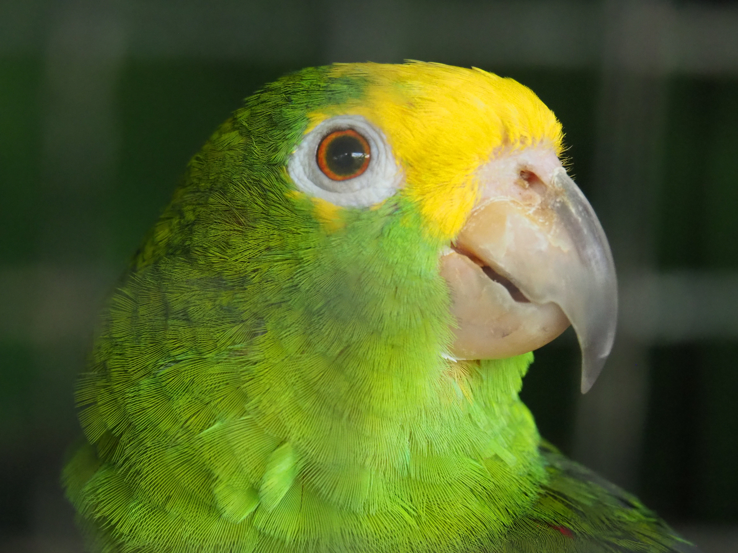 Yellow-crowned amazon (Amazona ochrocephala), 2020-06-20