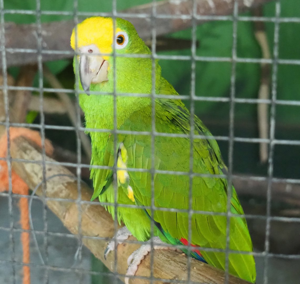 Yellow-crowned amazon (Amazona ochrocephala), 2020-06-20