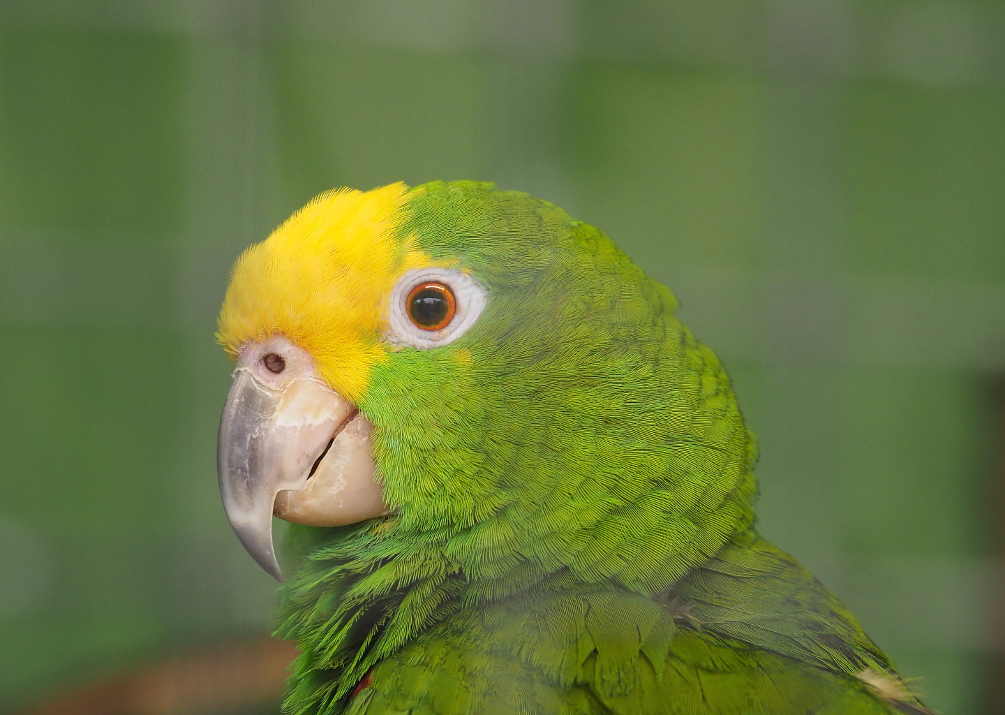 Yellow-crowned amazon (Amazona ochrocephala), 2021-06-15