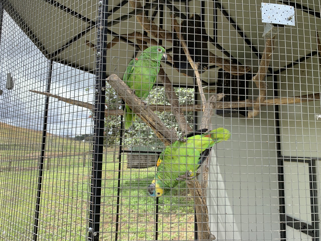 Yellow-crowned Amazon (Amazona ochrocephala) and Blue-faced Amazon (Amazona aestiva)