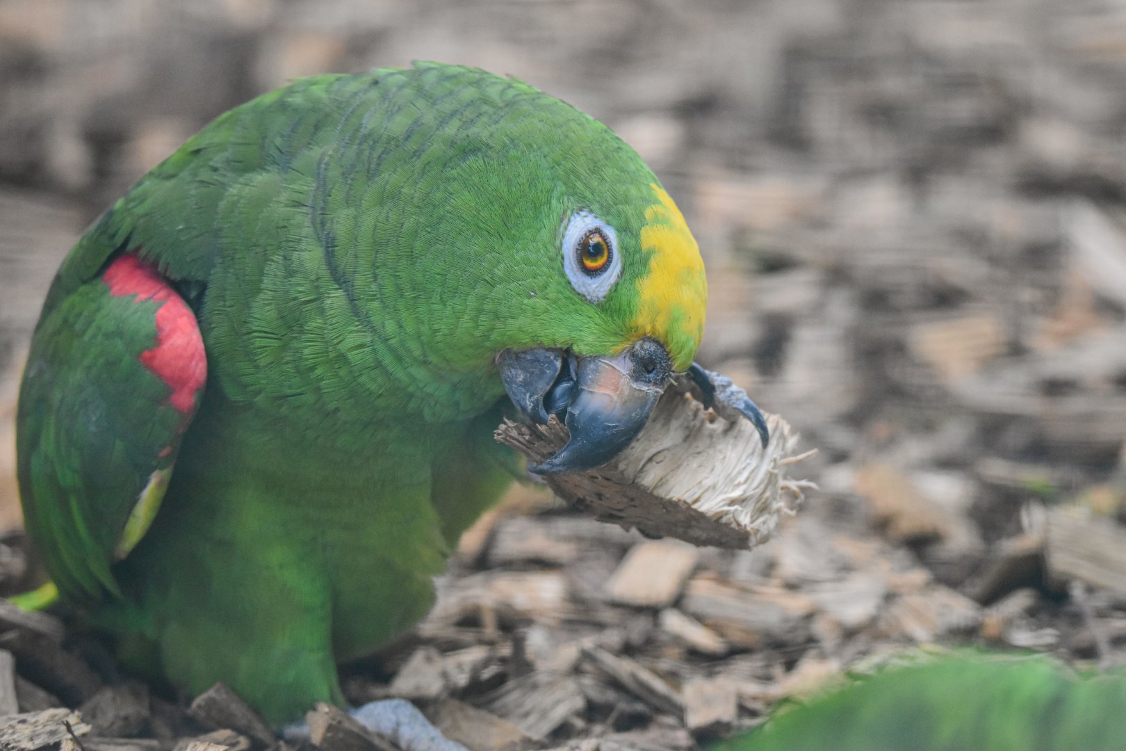 Yellow-crowned amazon (Amazona ochrocephala) - Bioparc de Genève
