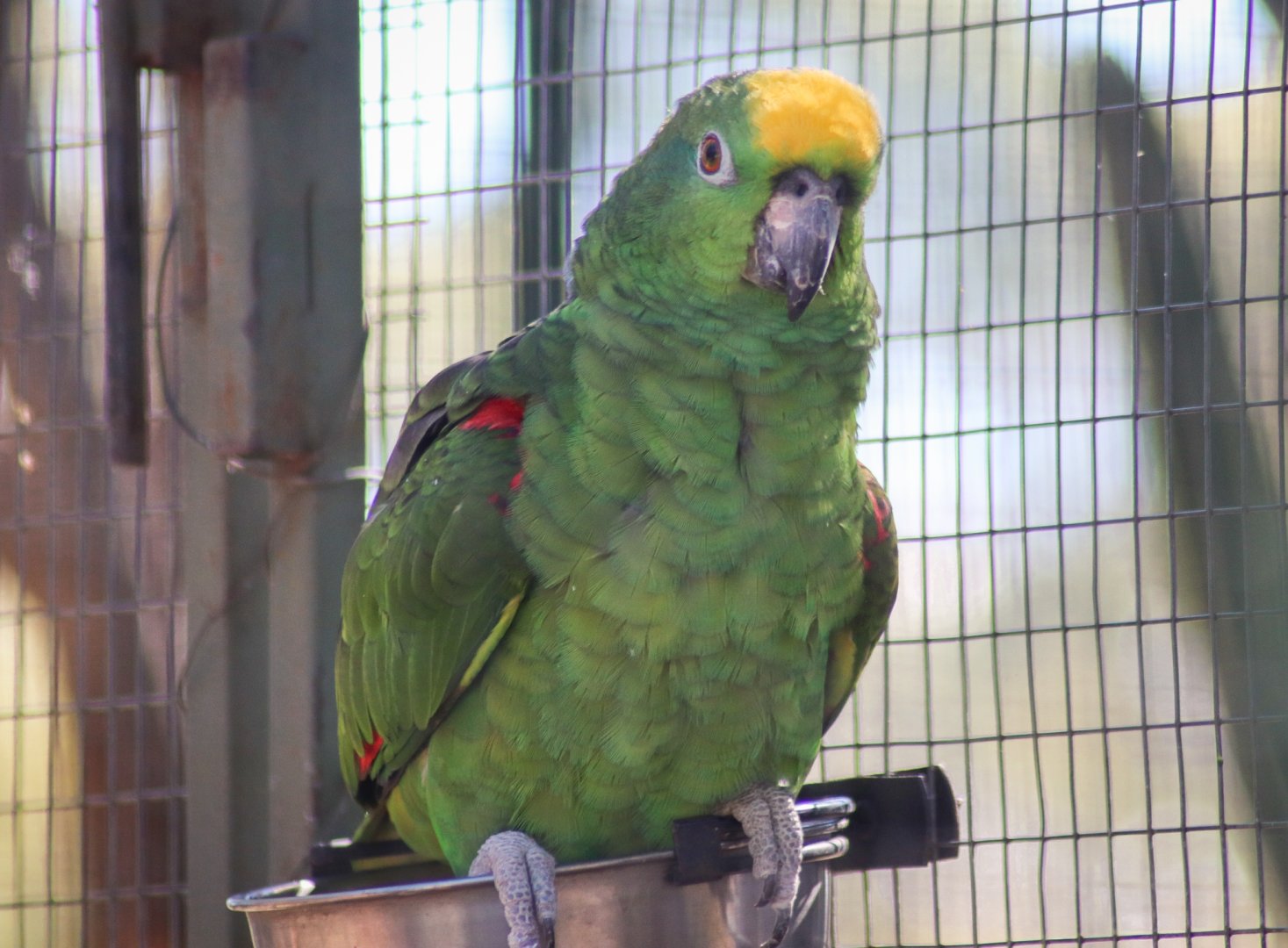 Yellow-crowned Amazon (Amazona ochrocephala) - July 2020