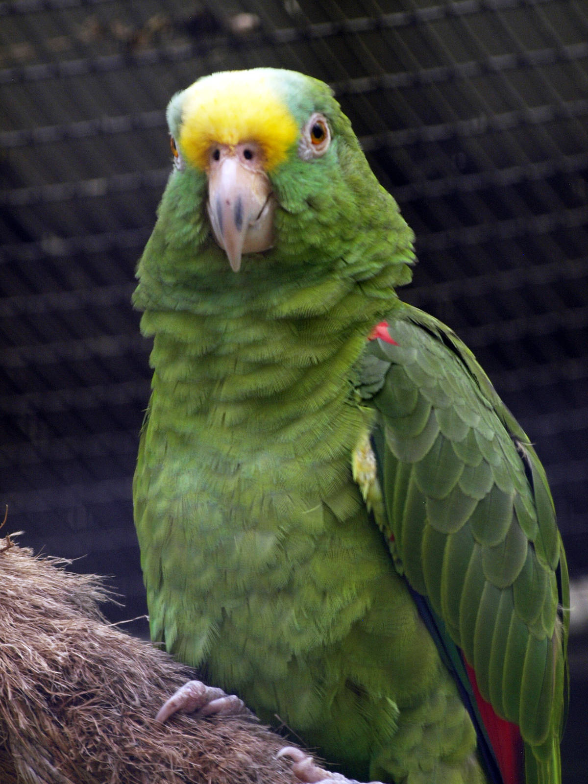 Yellow-crowned Amazon (Amazona ochrocephala panamensis)