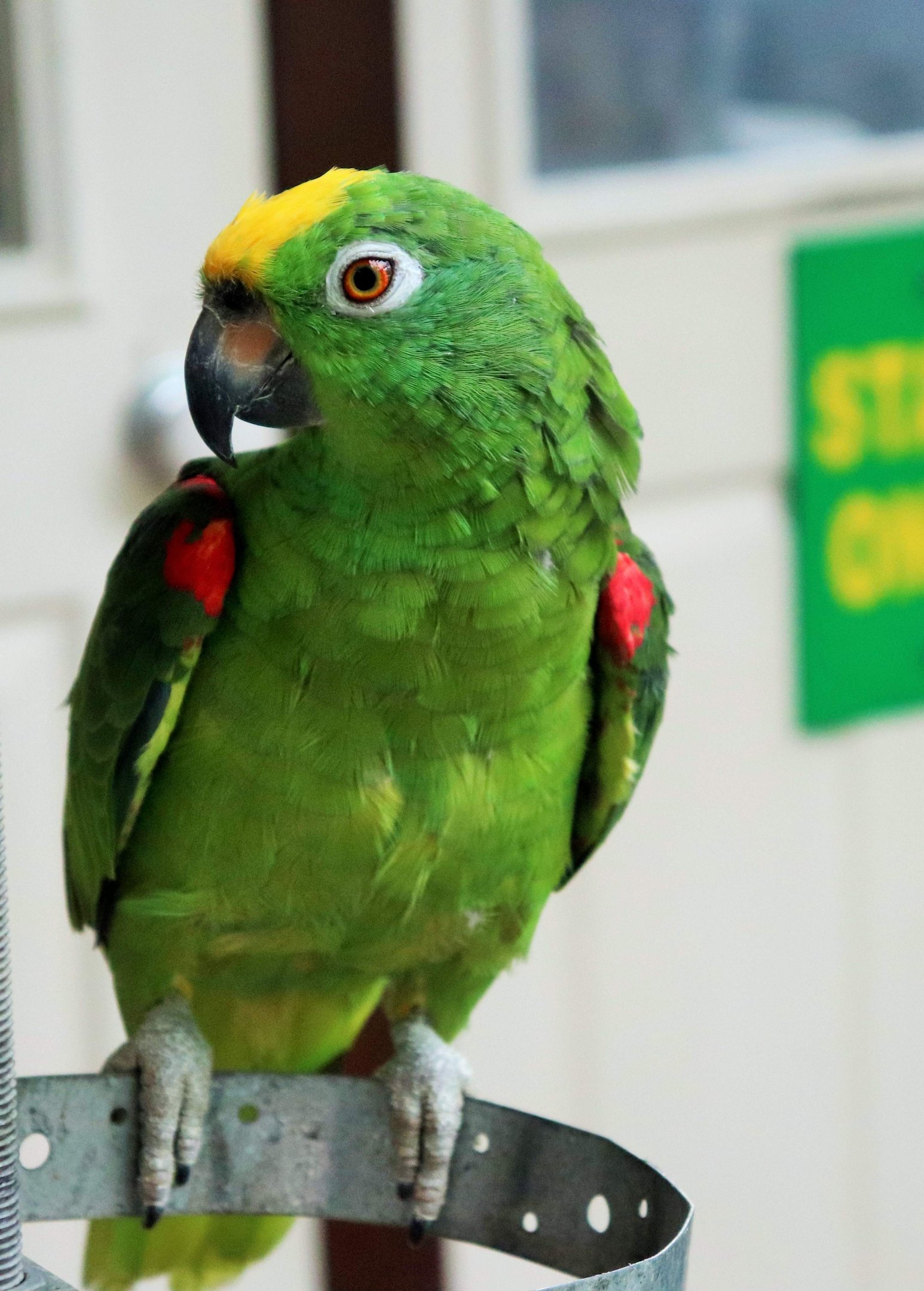 Yellow-crowned Amazon (Amazona ochrocephala)