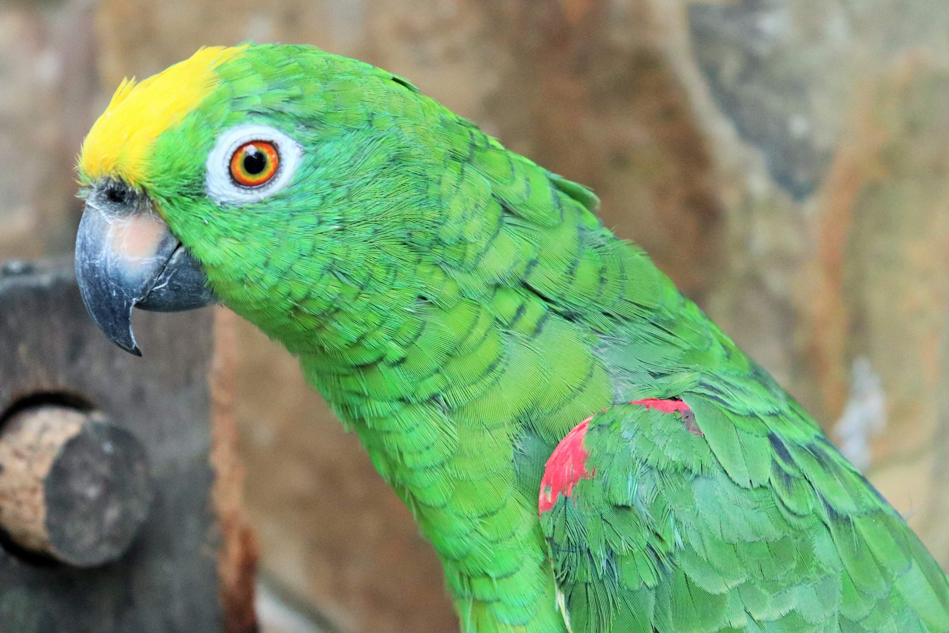 Yellow-crowned Amazon (Amazona ochrocephala)