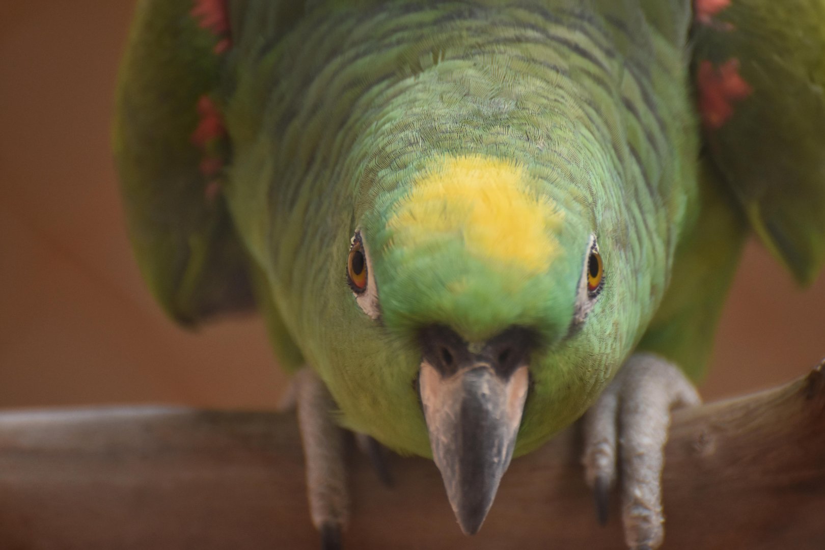 Yellow-crowned Amazon (Amazona ochrocephala)