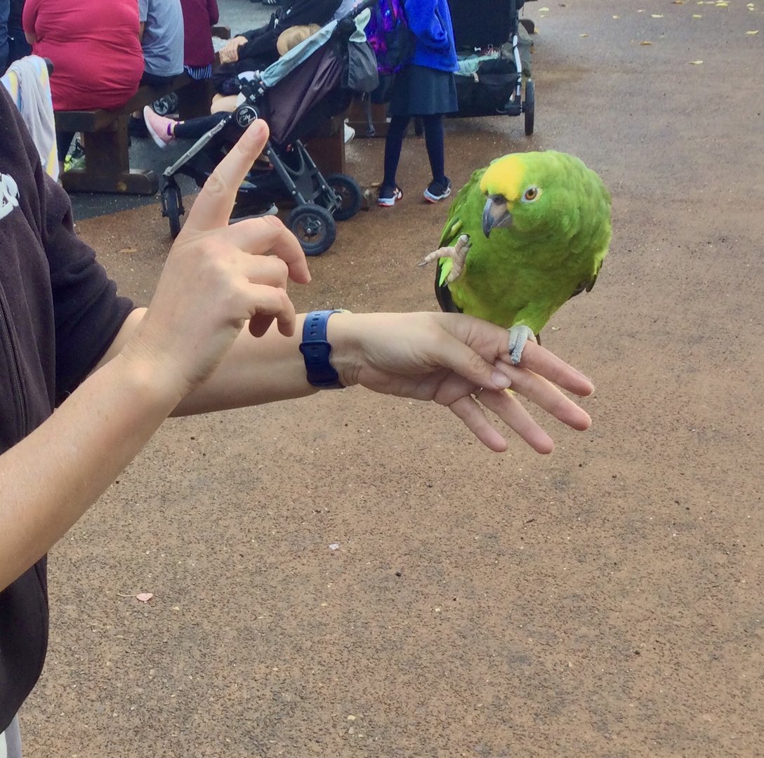 Yellow-crowned amazon (Amazona ochrocephala)