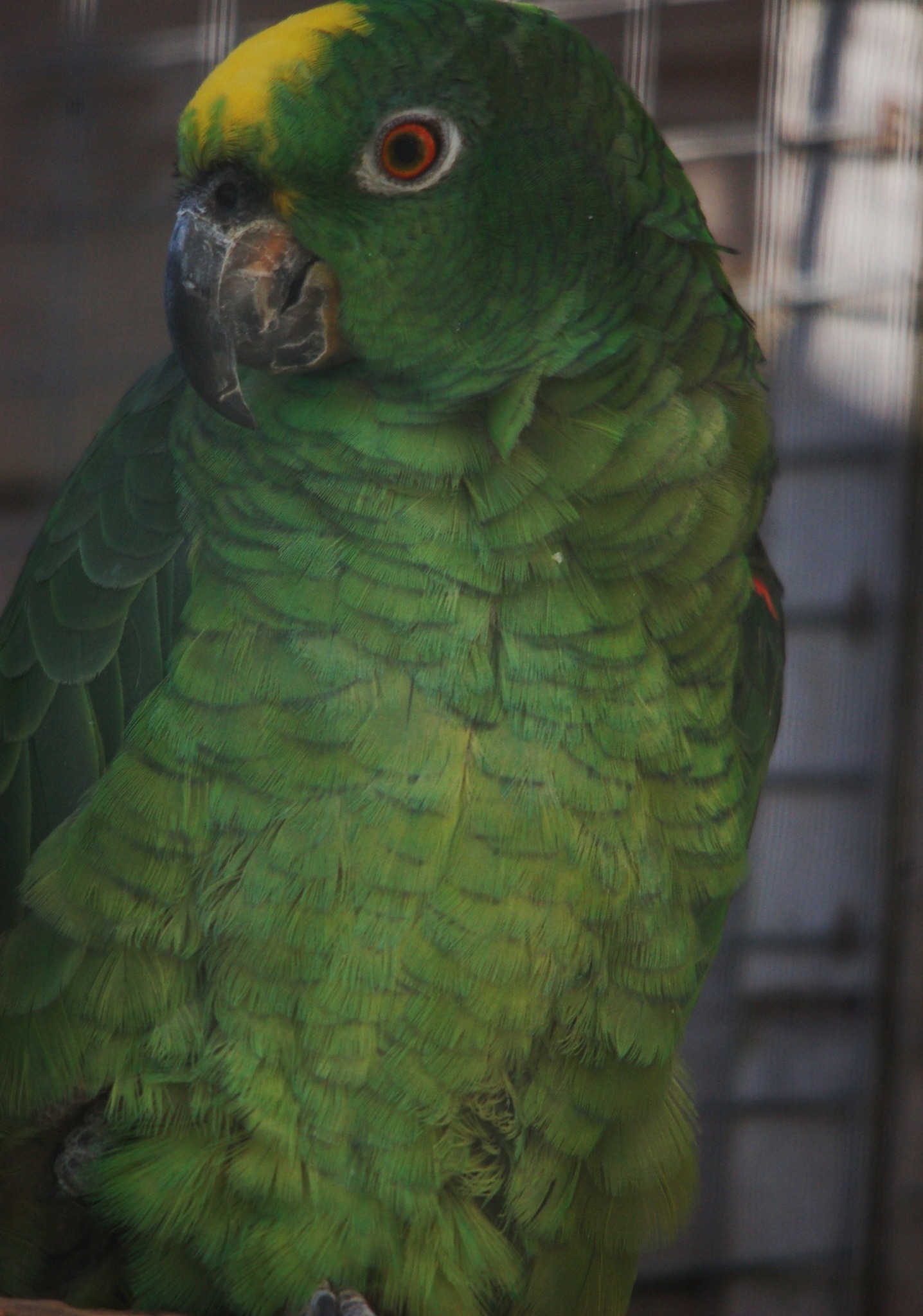 Yellow-crowned Amazon - Amazona ochrocephala