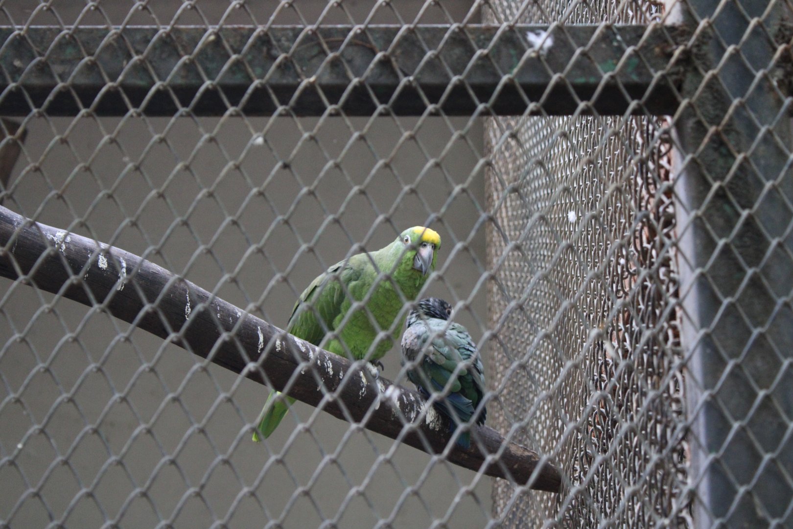 Yellow-crowned amazon (Amazona ochrocephala)