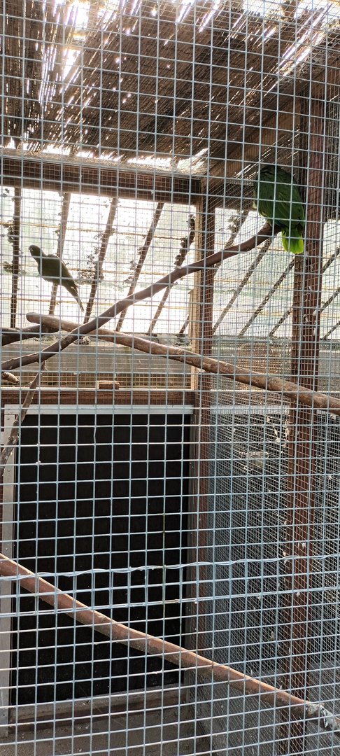 Yellow crowned Amazon and unidentified Parrot Aviary
