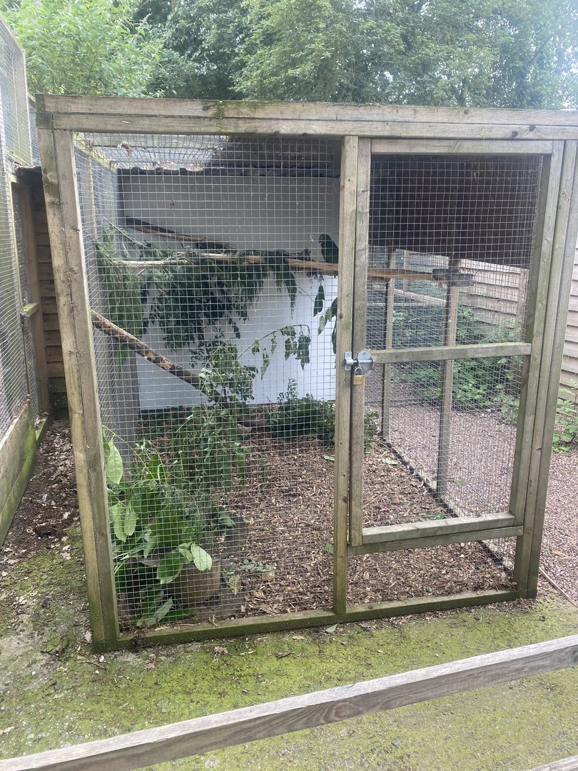 Yellow-crowned amazon aviary 300623