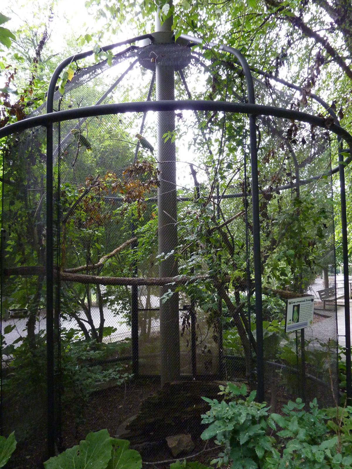 Yellow-Crowned Amazon Exhibit