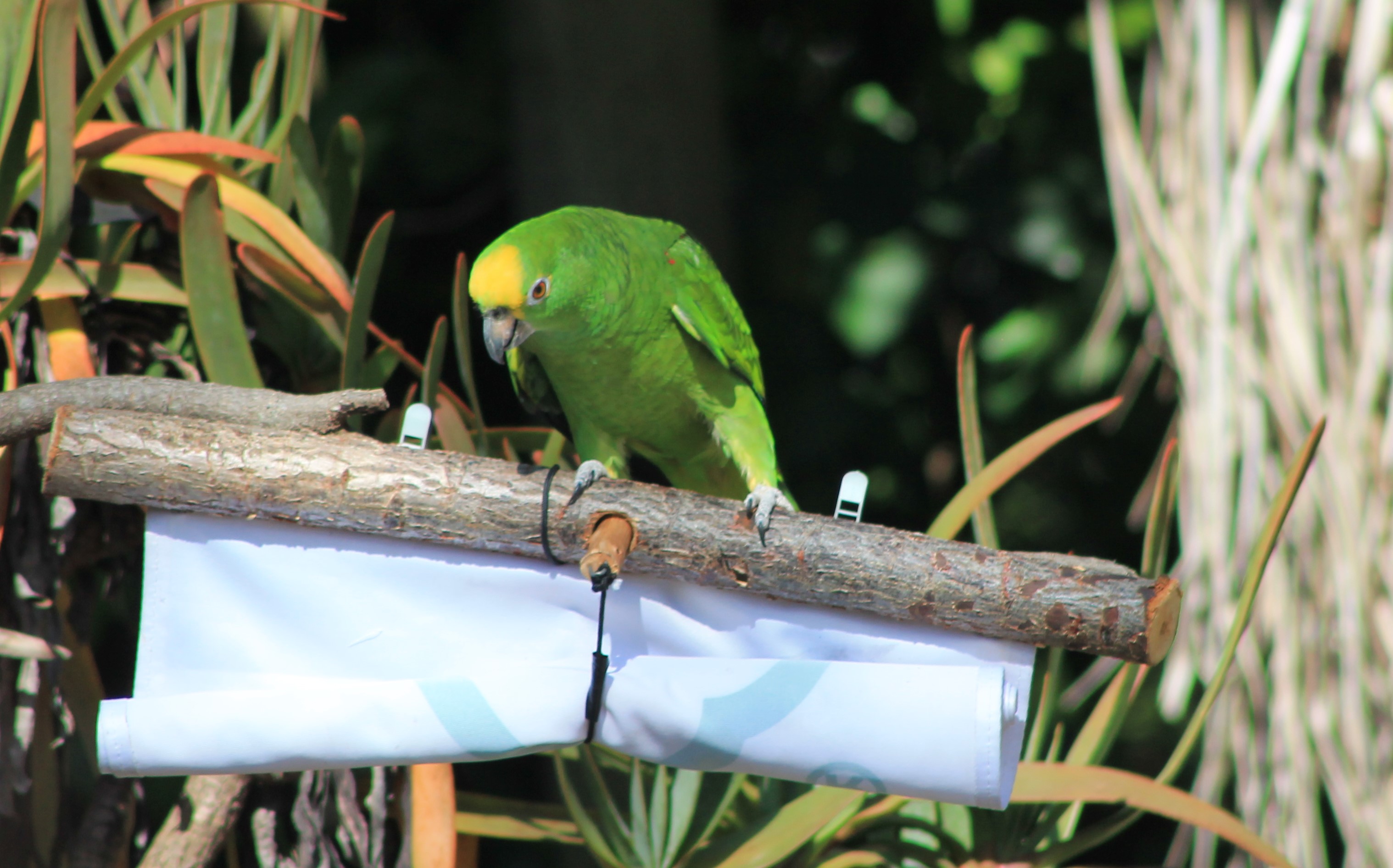 Yellow-crowned Amazon - Flight Show
