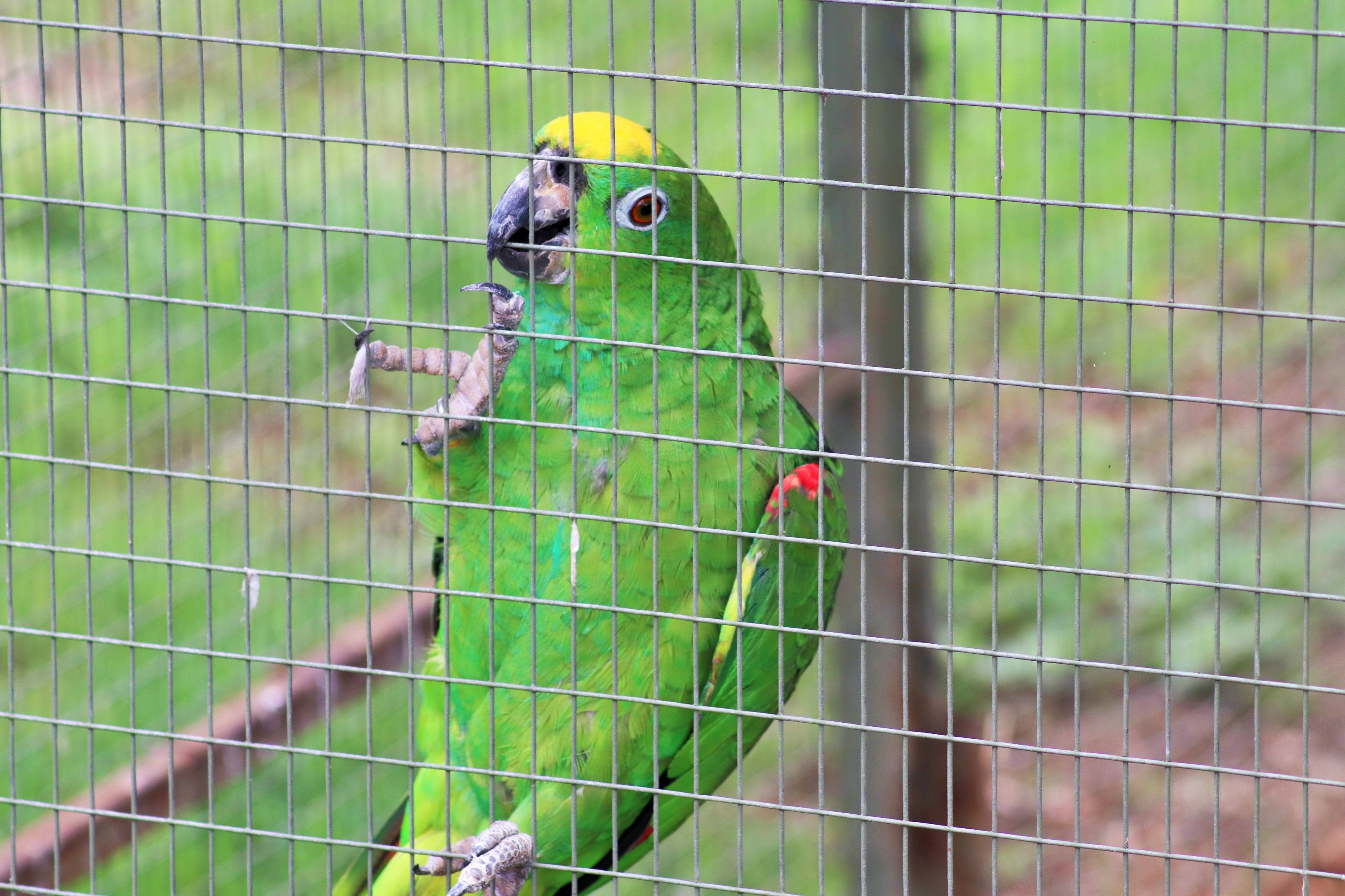 Yellow-crowned Amazon Parrot (Amazona ochrocephala)
