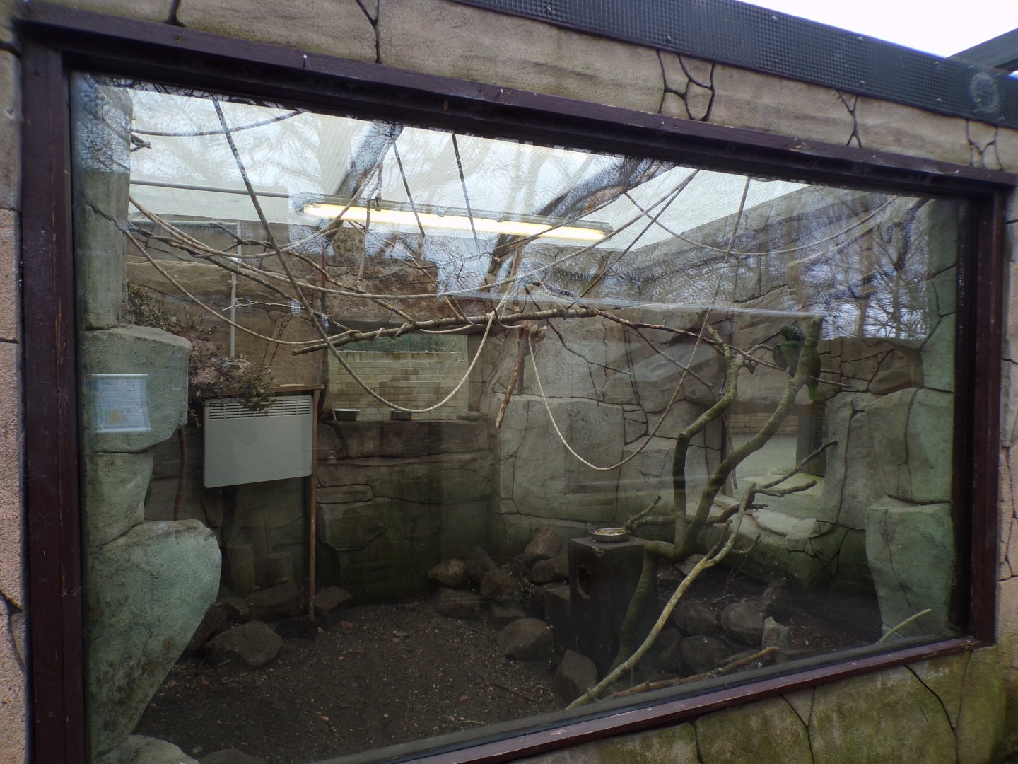 Yellow crowned amazon parrot and southern mealy amazon parrot enclosure 12.4.24