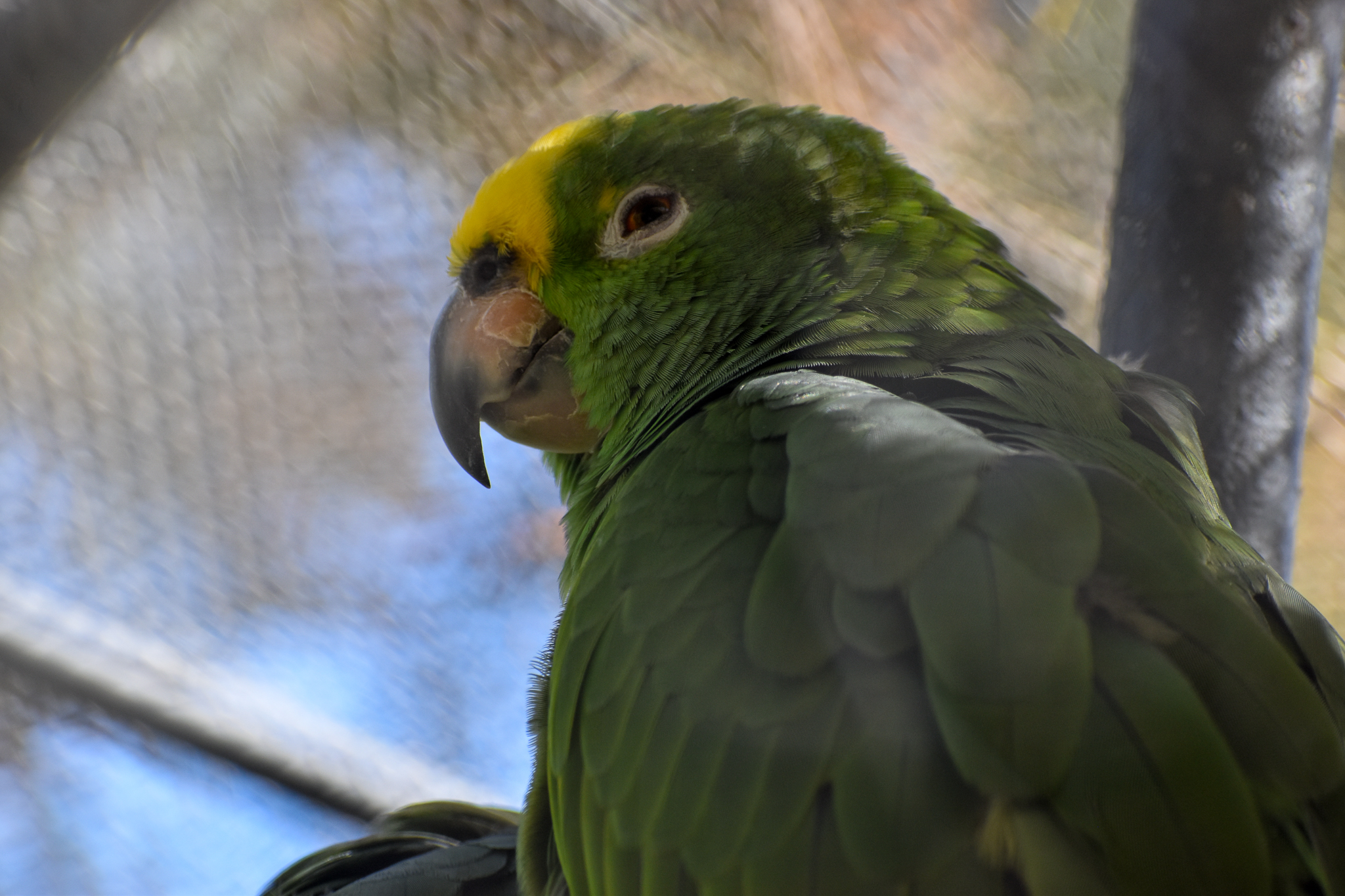 Yellow-crowned Amazon Parrot