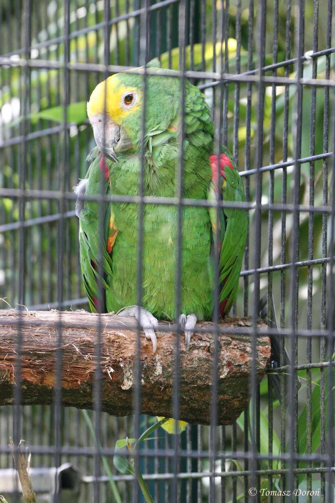 Yellow-crowned Amazon subspecies ID please