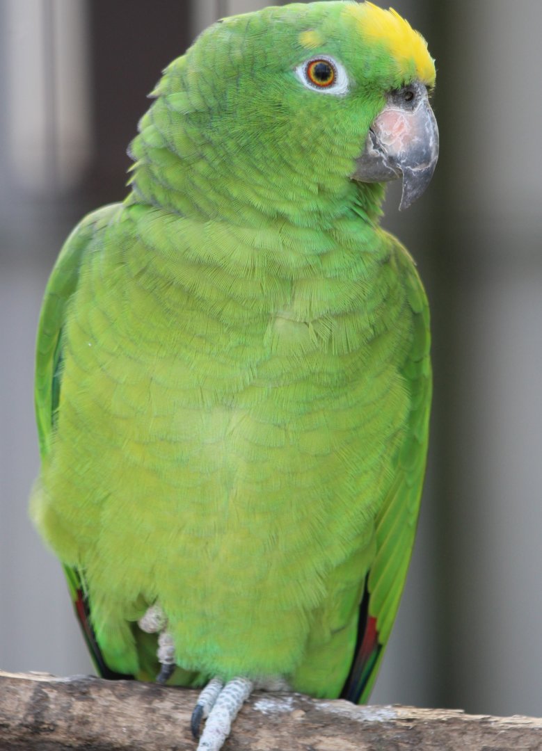Yellow-crowned amazon subspecies