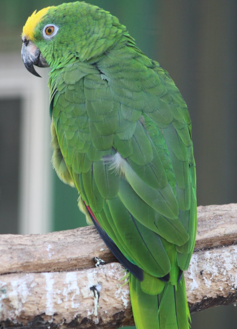 Yellow-crowned amazon subspecies