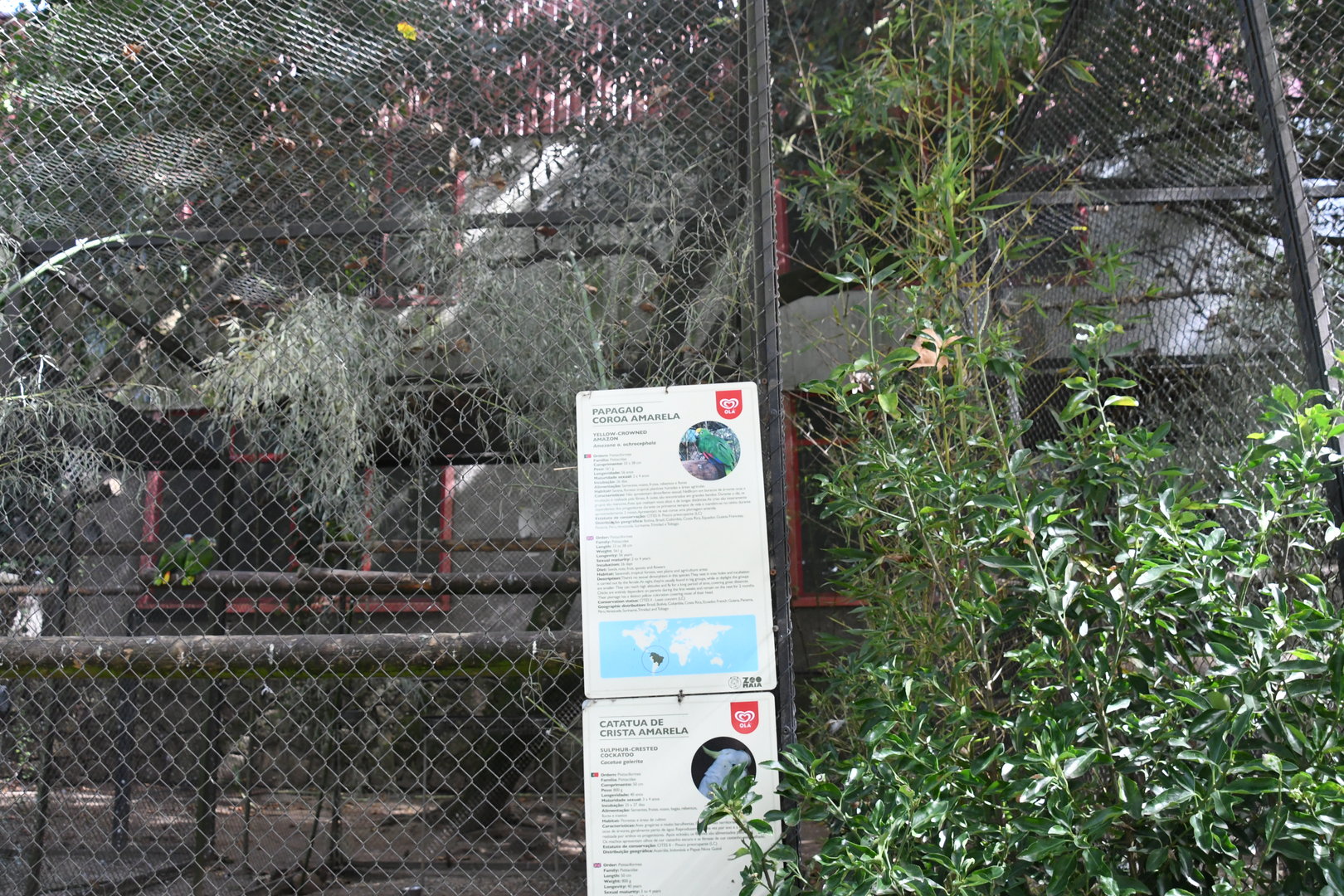 Yellow-crowned Amazon/Sulphur-crested Cockatoo cage