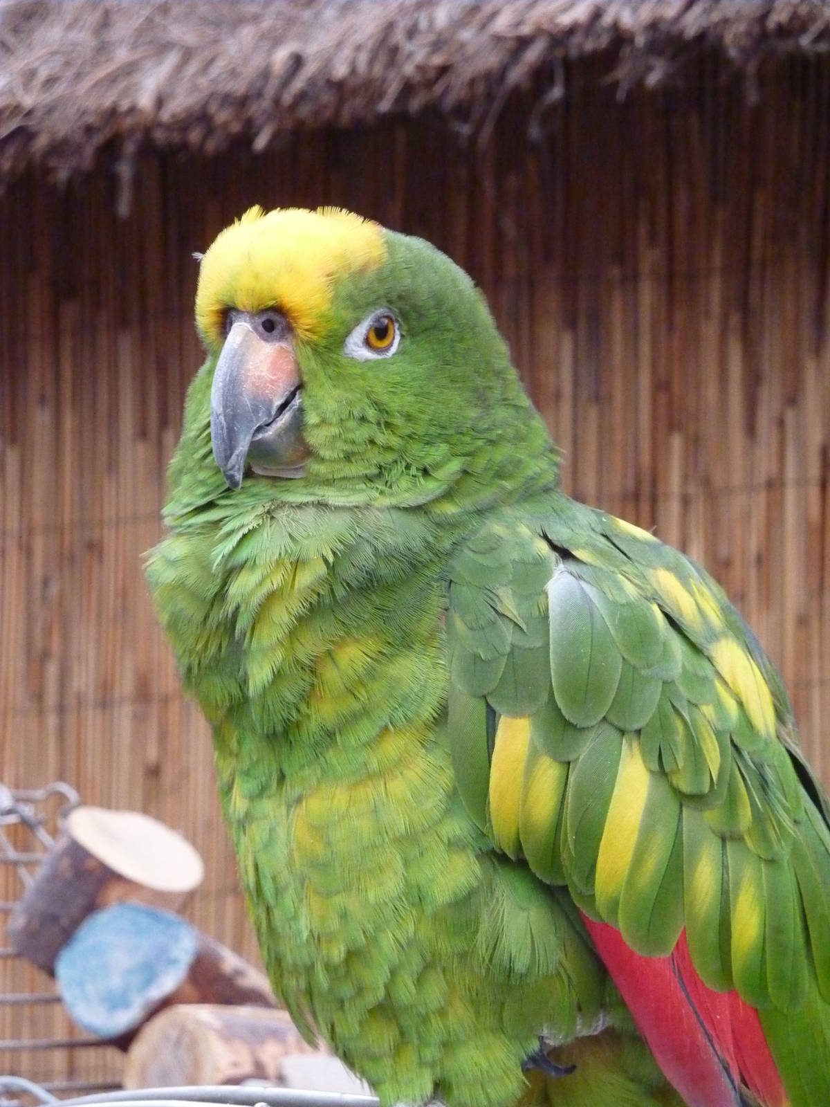 Yellow-crowned amazon