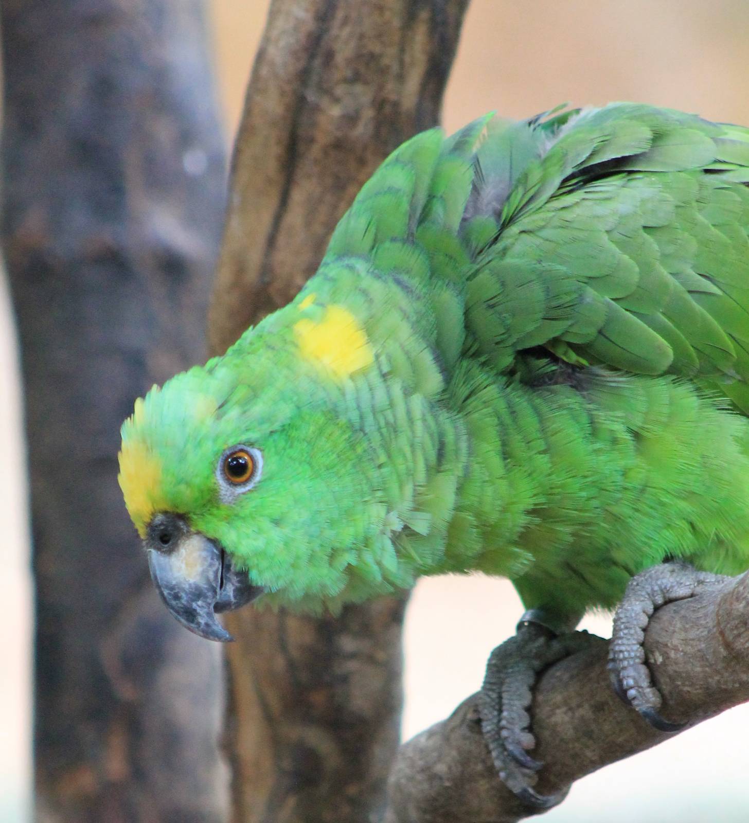 Yellow-crowned amazon