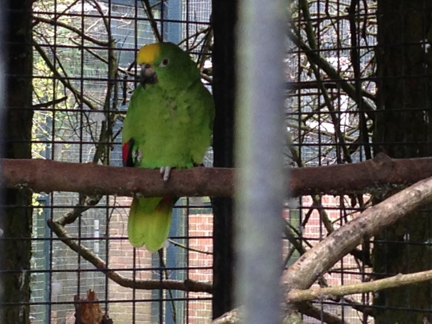 Yellow-Crowned Amazon?