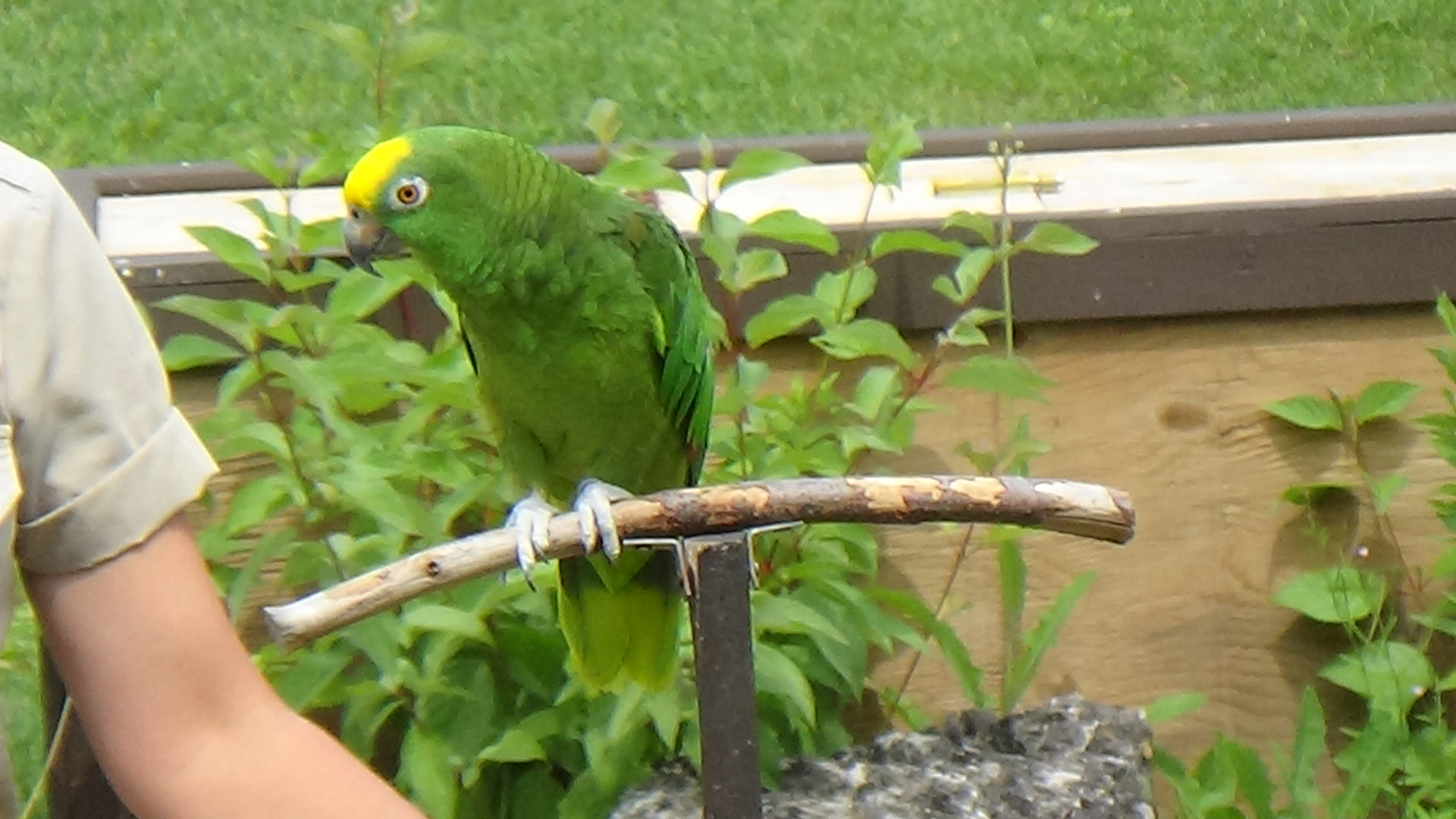 Yellow-crowned amazon