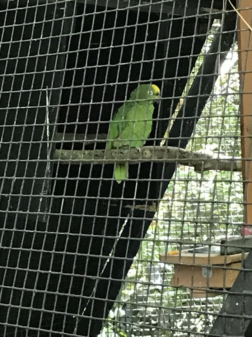 Yellow-crowned amazon