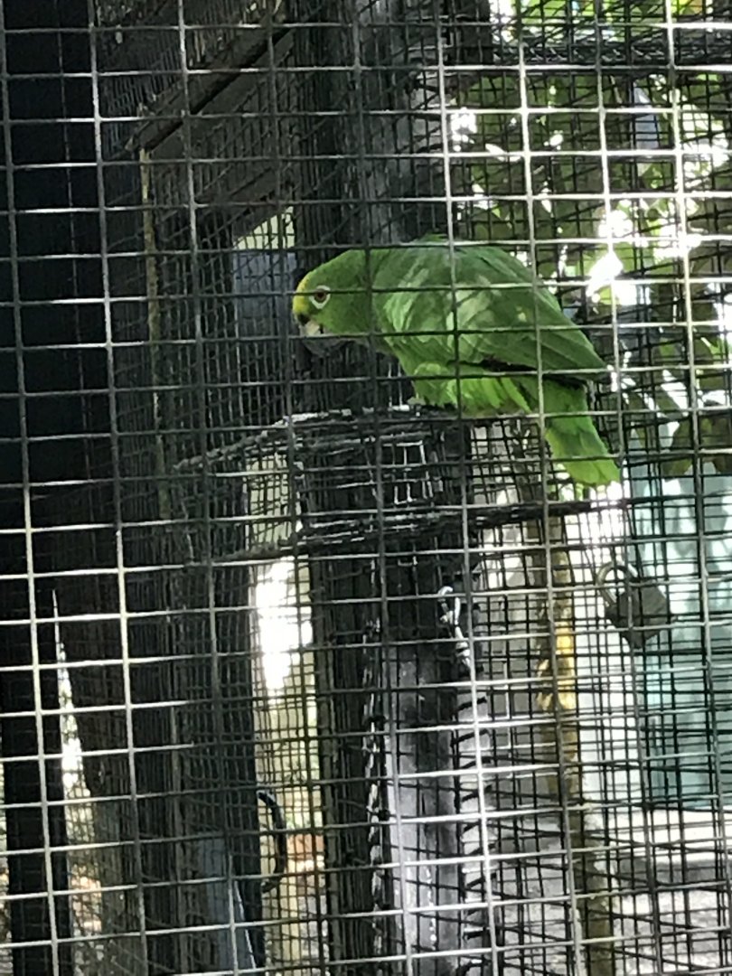 Yellow-crowned amazon