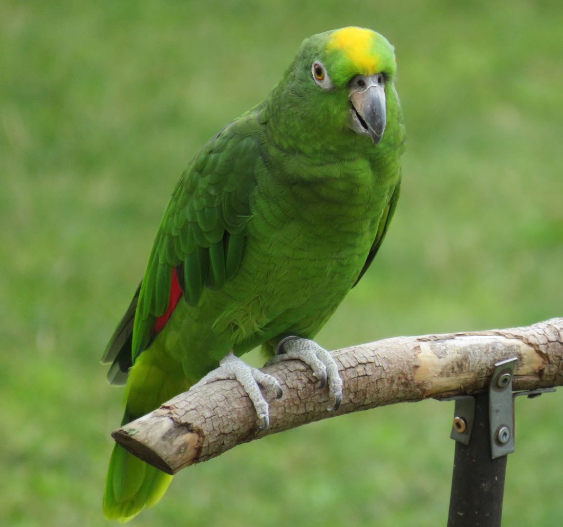 Yellow-crowned amazon