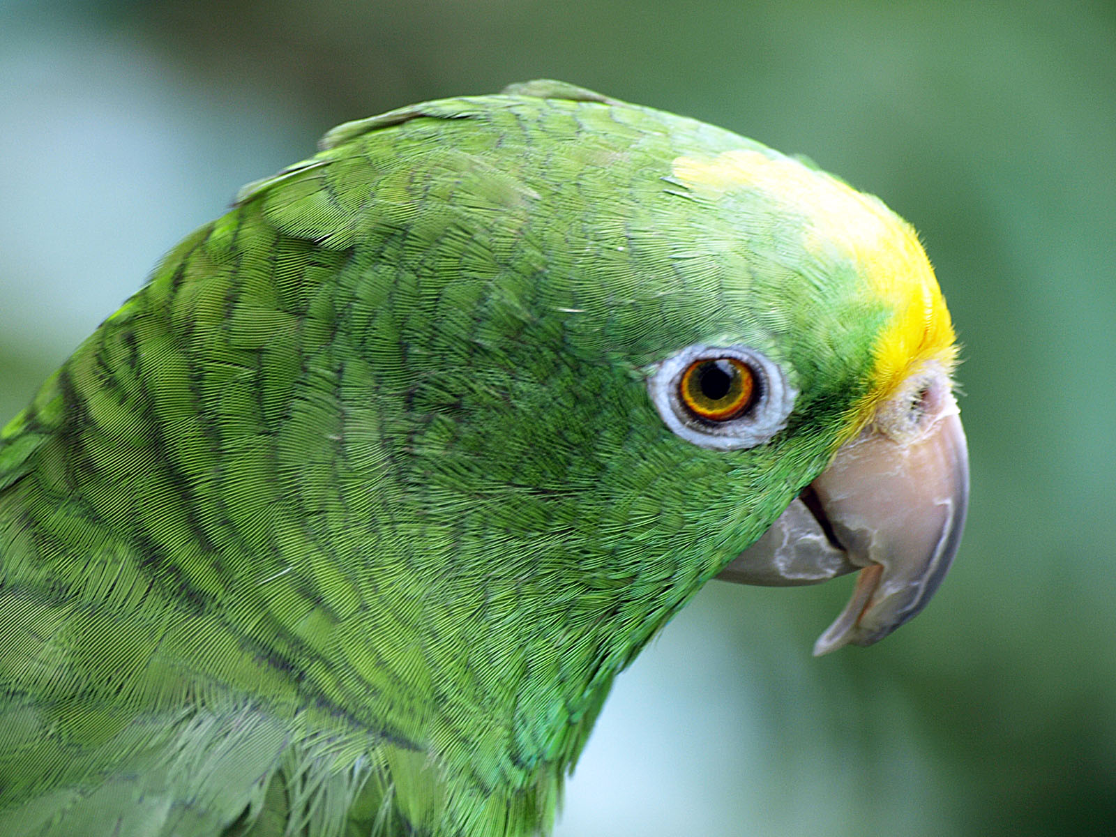 Yellow-crowned Amazon
