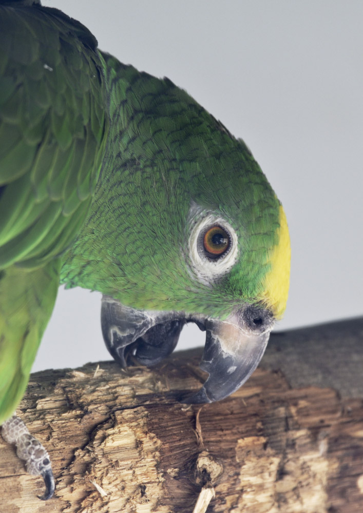 Yellow-crowned amazon