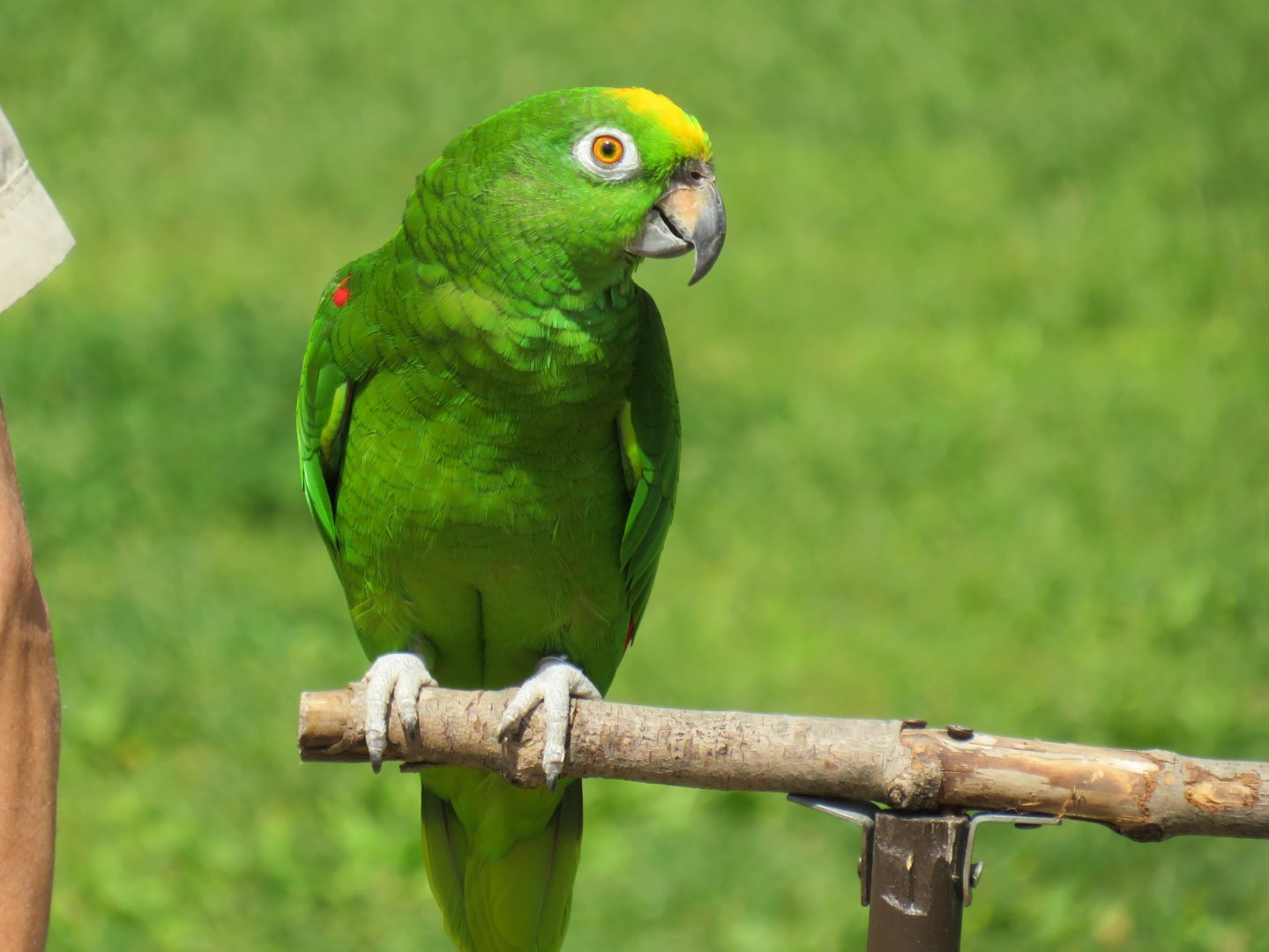 Yellow-crowned amazon