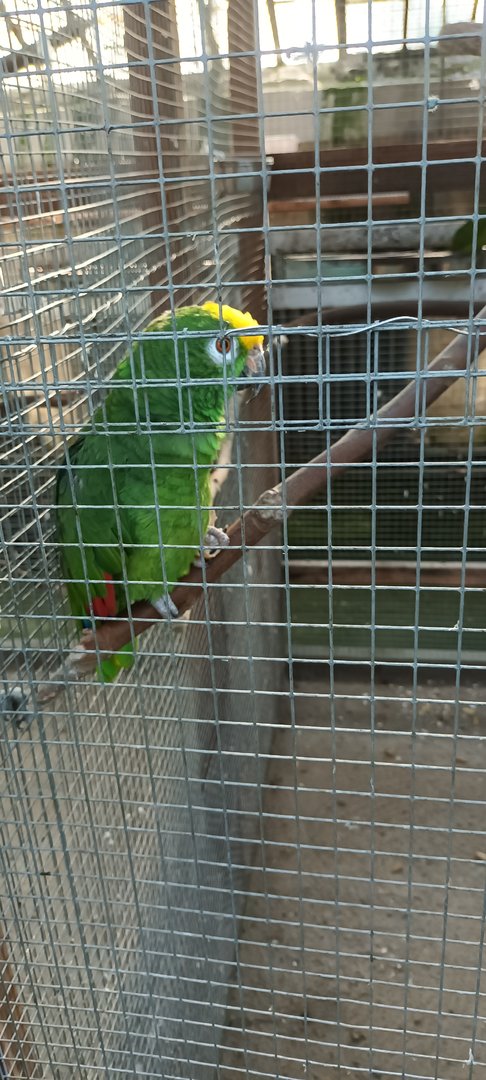 Yellow crowned Amazon