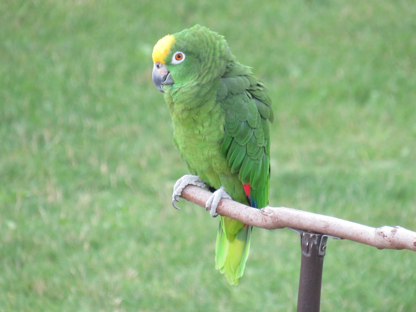 Yellow-crowned amazon