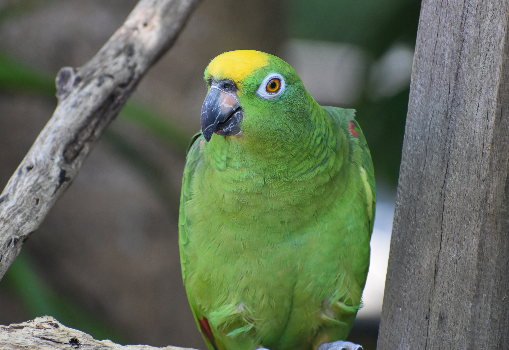 Yellow-crowned Amazon