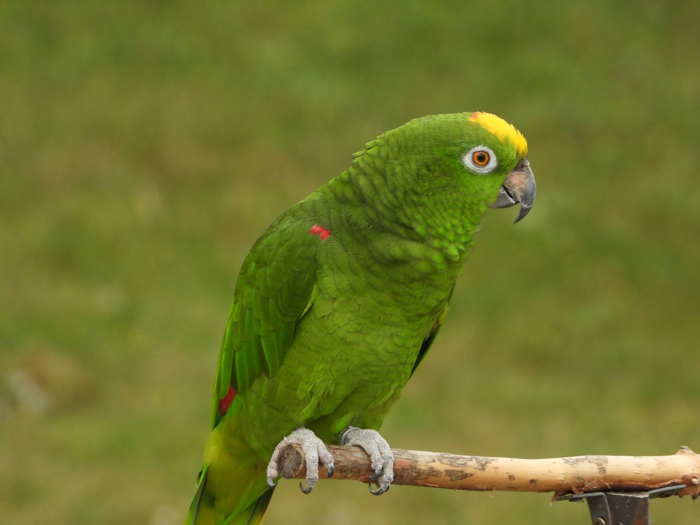 Yellow-crowned amazon
