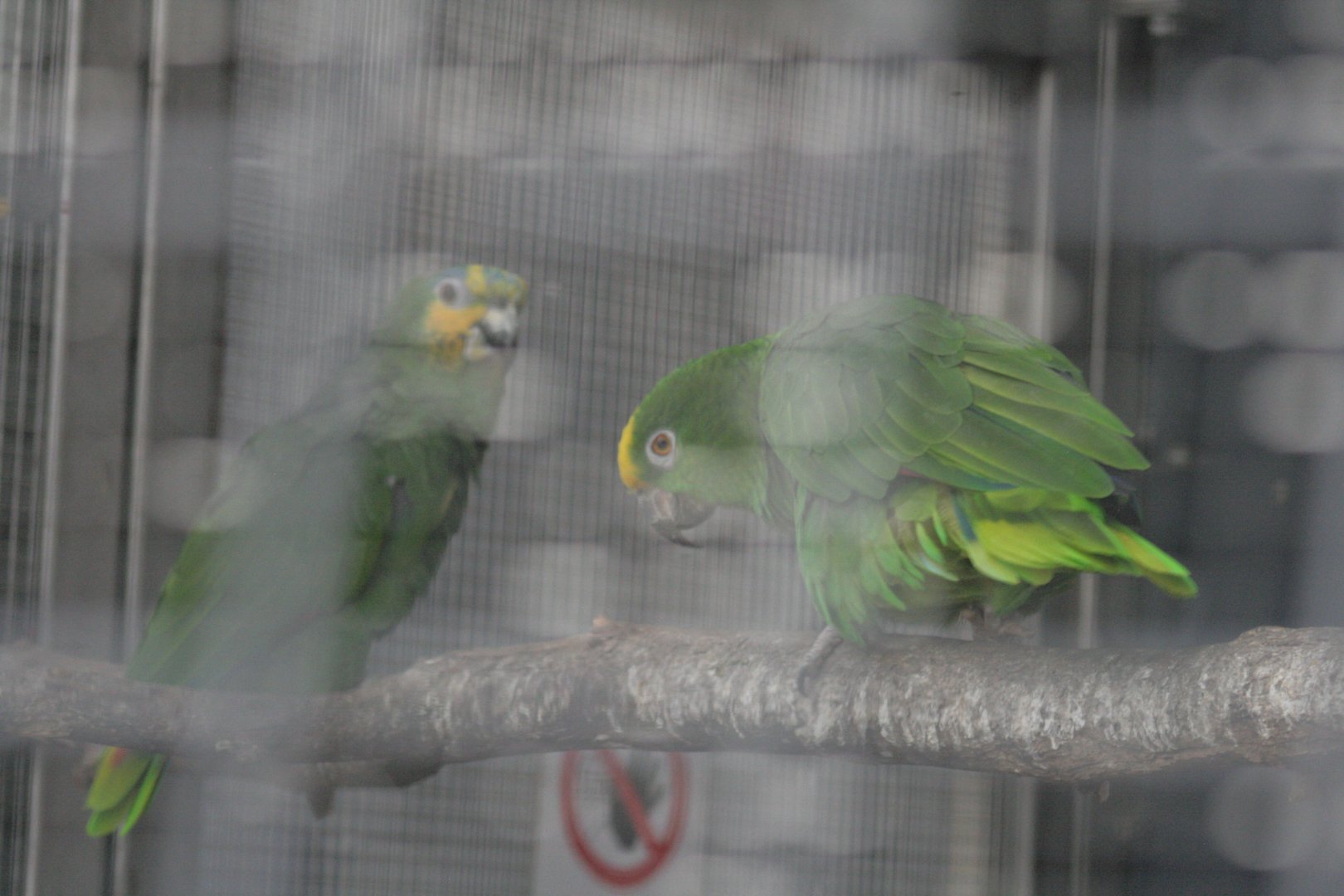 yellow crowned amazon