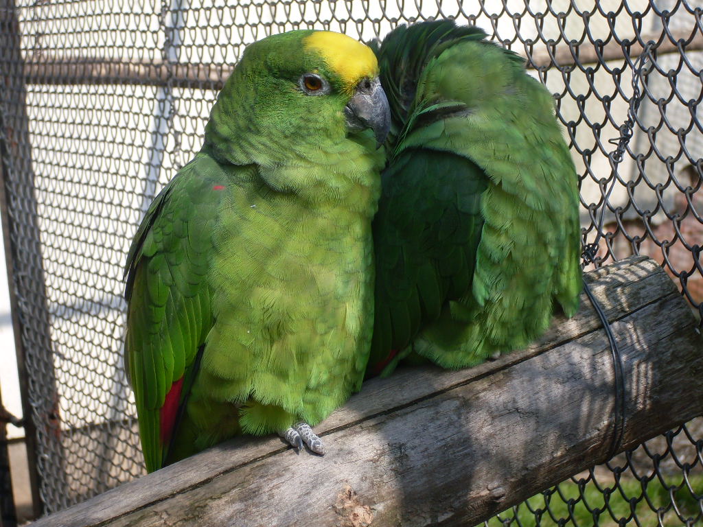 Yellow-crowned amazon