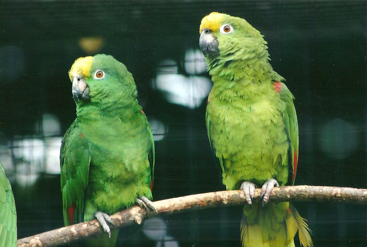 Yellow-crowned Amazons 21st May 2013