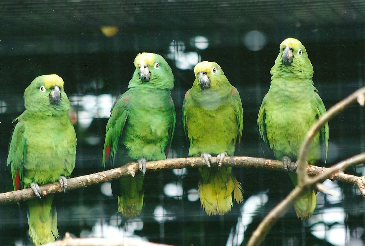 Yellow-crowned Amazons 21st May 2013