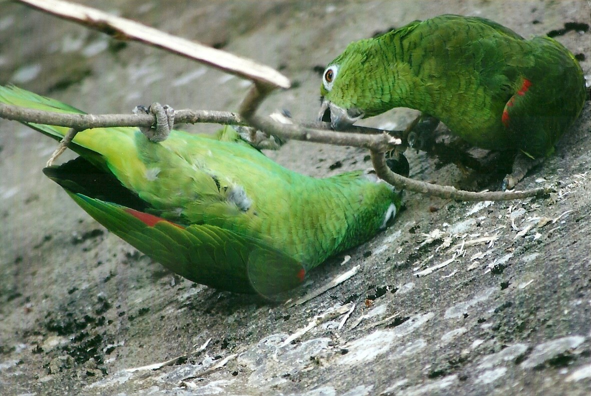 Yellow-crowned Amazons, 21st May 2013
