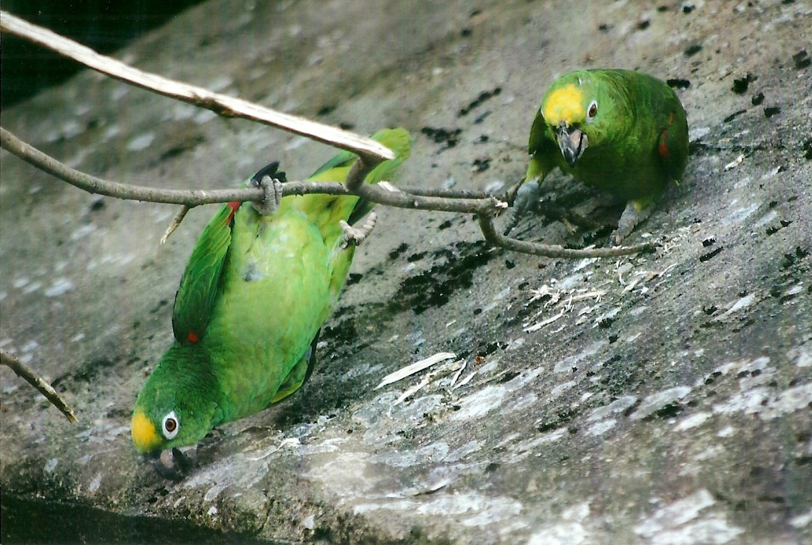 Yellow-crowned Amazons, 21st May 2013